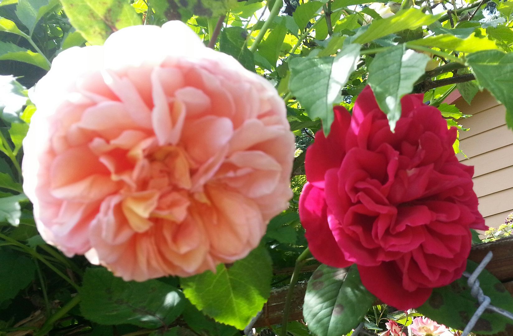  photo 20140623_122751-1_zpsrqerxsg4.jpg